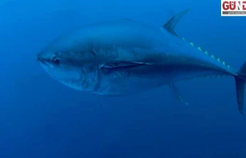 Türkiye'nin orkinos kotası 3 bin tonu aştı