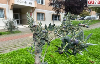 Zeytin ağacından ilk hasat heyecanı