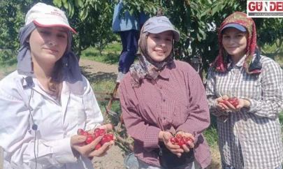 'Çeribaşı' kirazının hasadına başlandı