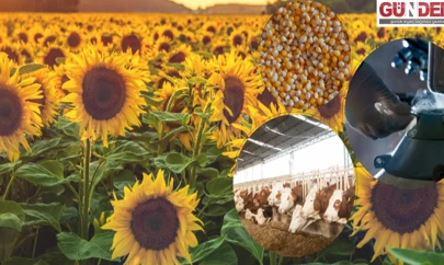 Destekleme ödemesi hesaplara aktarılıyor