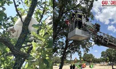 Edirne'de ağaca çıkan kedi 18 saat sonra kurtarıldı