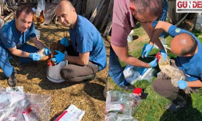 Kanatlı hayvanlardan tarama için kan örnekleri alındı