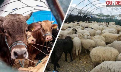Kurban pazarlarında satılamayan hayvanları ESK alacak