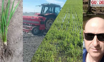 Mibzerle çeltik ekimi çiftçilerin tercihi oldu