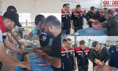 Milyonlarca yavru sazan yolda