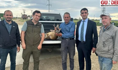 Su kanalına düşen karacayı çeltik işçileri kurtardı