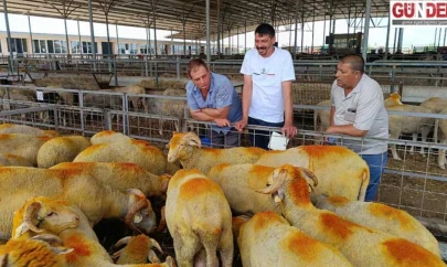 Trakya'da Kurbanlıklar Pazarda Yerini Aldı