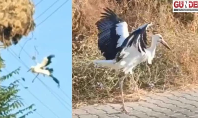Yuvasının yanında elektrik direğinde asılı kaldı