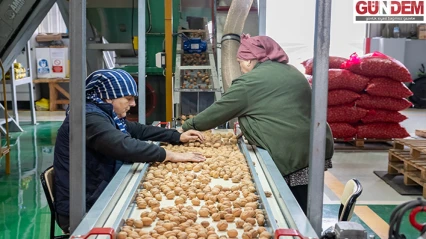 Ceviz üretimine başlayan işletme elektriğini güneşten karşılıyor