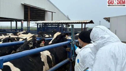 Ekipler hayvan sağlığı taraması çalışmalarını sürdürüyor