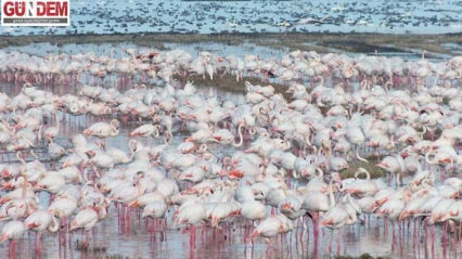 göçmen kuşlar çeltik tarlalarında yiyecek arıyor