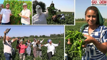 Karaağaç biberinde hasat sezonu başladı