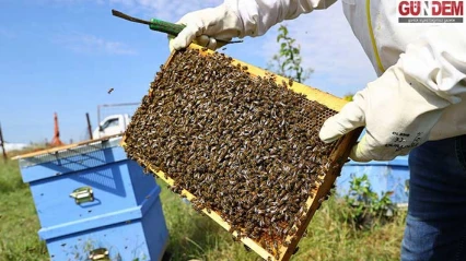 Karaçalı Balı için coğrafi işaret süreci başlıyor