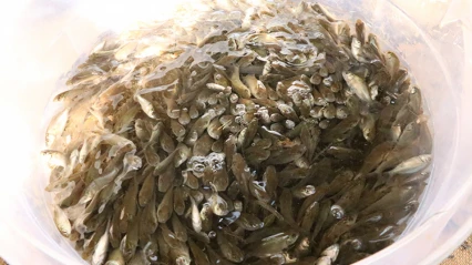 Milyonlarca sazan yavrusu doğaya kazandırıldı