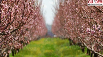Tarım sigortalarında kapsam genişliyor: Devlet prim desteği  yüzde 70'e çıktı
