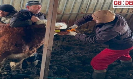 Büyükbaş hayvanlarda küpe çalışması devam ediyor
