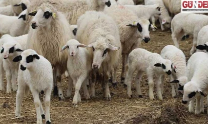 Kuzu ve oğlak desteklemesinde 3. dönem başvuruları açıldı