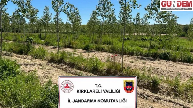 10 dönümlük alanda 14 bin kök kenevir bitkisi ele geçirdi.