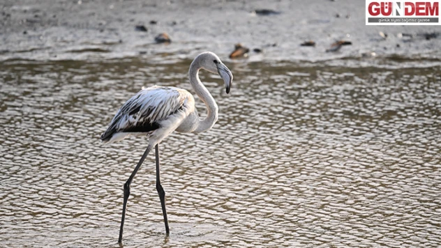 250'ye yakın kuş türüne ev sahipliği yapıyor