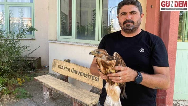 Aşırı sıcaklarda bitkin düşen yaban hayvanları tedavi sonrası doğaya bırakılıyor