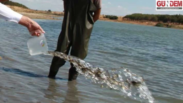 Balık üretim tesisinde bu yıl 10.5 milyon sazan balığı yavrusu üretildi