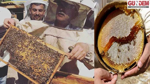 Balın kalitesi laboratuvarda anlaşılıyor