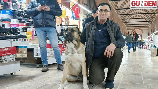 Çarşı esnafı sokak hayvanlarına sahip çıkıyor