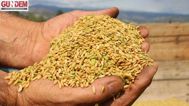 Çeltik Hasadı tamamlanıyor