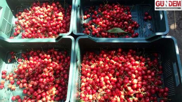 Çeribaşı Kirazı Edirne'nin tescilli tarım ürünü oldu