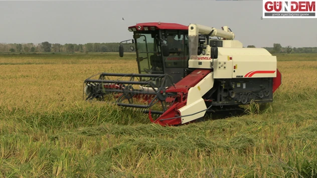 Edirne'de çeltik hasadı başladı