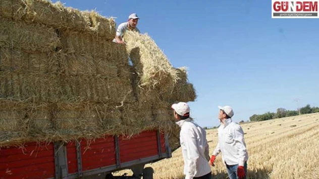 Edirne'de çeltik saplarından yakıt