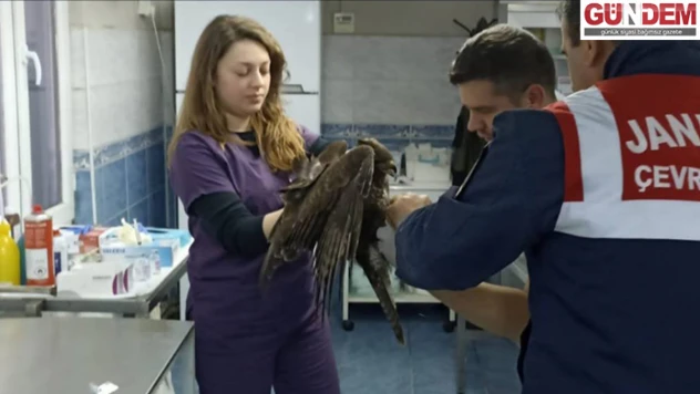 Edirne'de jandarma ekipleri tarafından bulunan yaralı şahin, tedavi edildi.