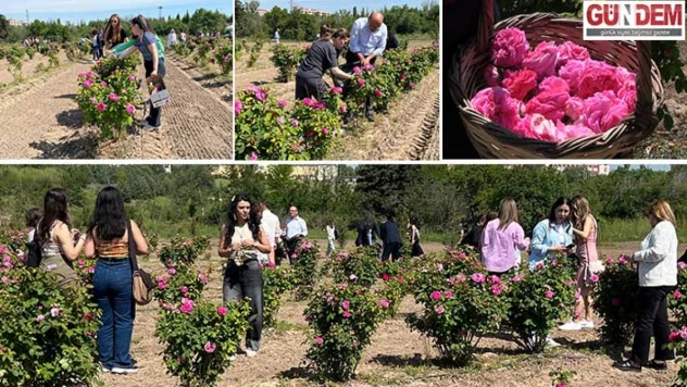 'Edirne Gülü' şenlikle toplandı