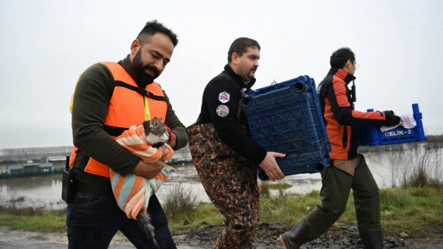 Ekipler, hayvanları sel suyundan kurtardı