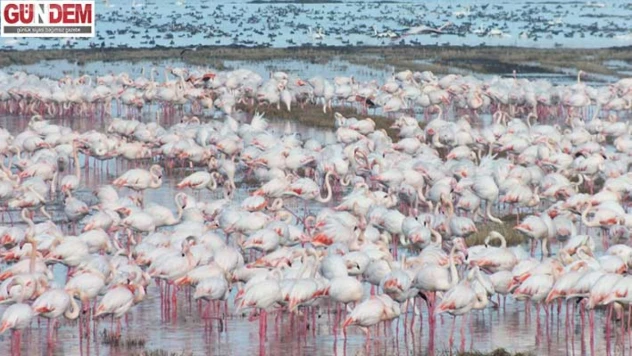 göçmen kuşlar çeltik tarlalarında yiyecek arıyor