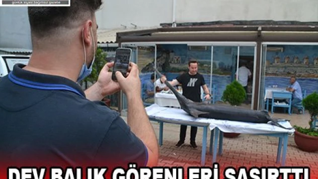 Dev balık görenleri şaşırttı