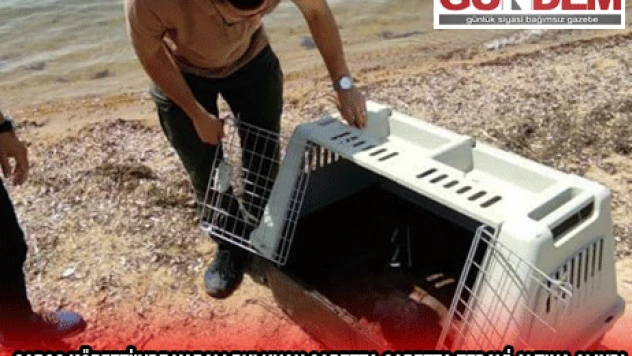 Saros Körfezi'nde yaralı bulunan caretta caretta tedavi altına alındı