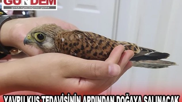 YAVRU KUŞ TEDAVİSİNİN ARDINDAN DOĞAYA SALINACAK