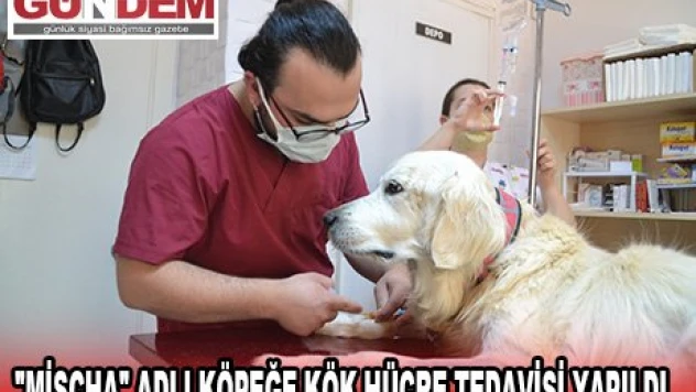 'Mischa' adlı köpeğe kök hücre tedavisi yapıldı