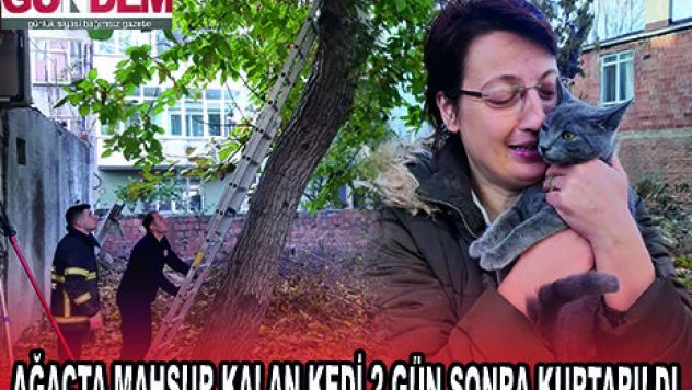 AĞAÇTA MAHSUR KALAN KEDİ 2 GÜN SONRA KURTARILDI