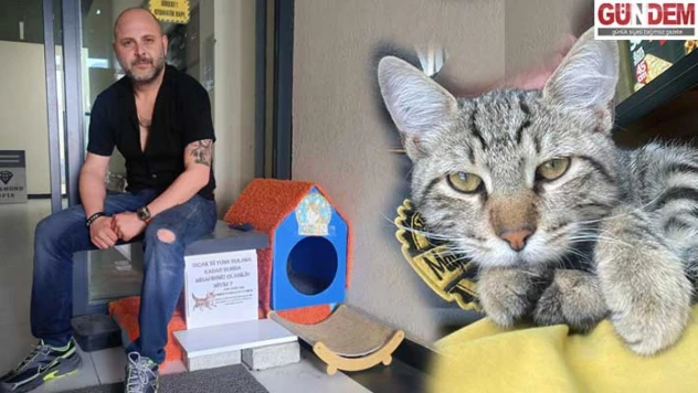 Herkes bir parça getirdi, sokaktaki canlar için kedi evi kuruldu