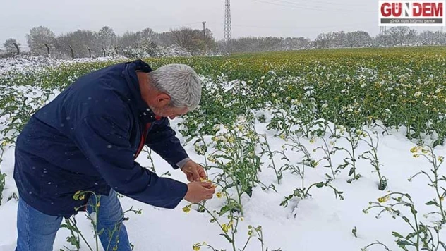 Kanola çiçekte, don kapıda