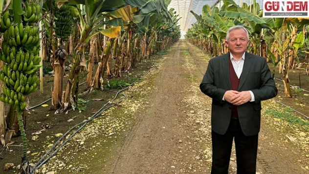 Kerman, muz seralarında incelemede bulundu