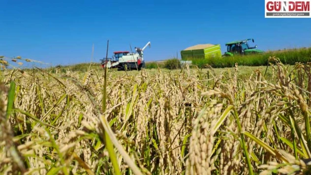 Kuraklık çeltik hasadını vurdu Edirne'de rekolte düşüşü bekleniyor