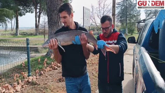 Nesli tehlikedeki Mersin Balığı İpsala'da güvenceye alındı