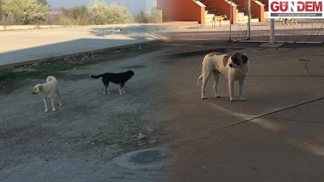 Öğrenci ve veliler tedirgin: Soruna çözüm bekleniyor