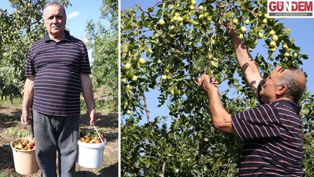 'Ölümsüzlük meyvesi'nde hasat zamanı