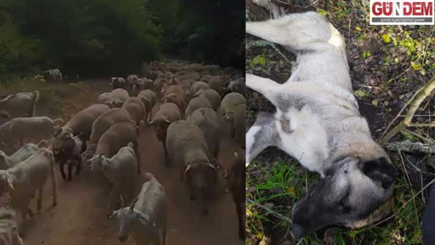 Sınır köyünde vahşet: 3 çoban köpeği vuruldu, 2 koyun telef oldu