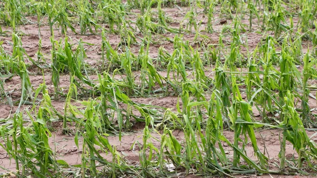 Tarım sigortalarında yeni dönem: 2026'da kapsam ve prim desteği genişletildi