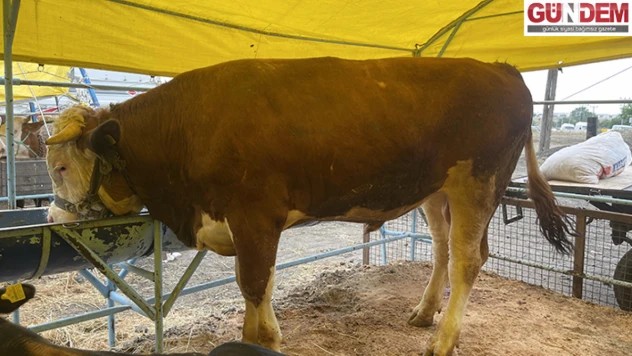 Tekirdağ'da 1 ton 75 kilogram ağırlığındaki dana 135 bin liraya satıldı